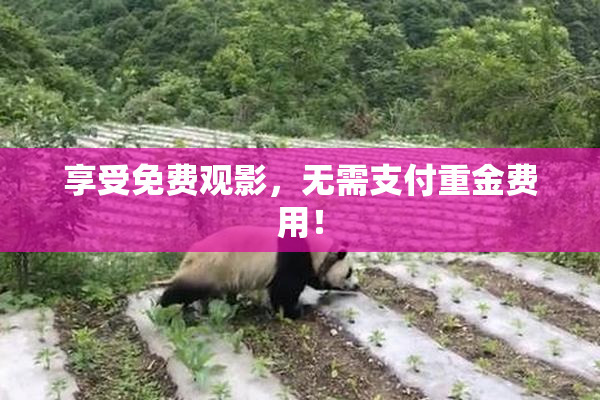 享受免费观影，无需支付重金费用！