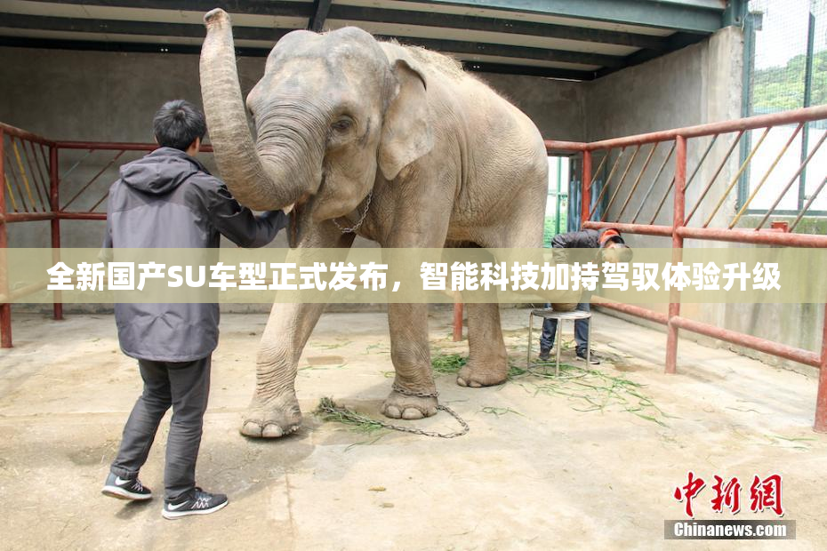 全新国产SU车型正式发布，智能科技加持驾驭体验升级