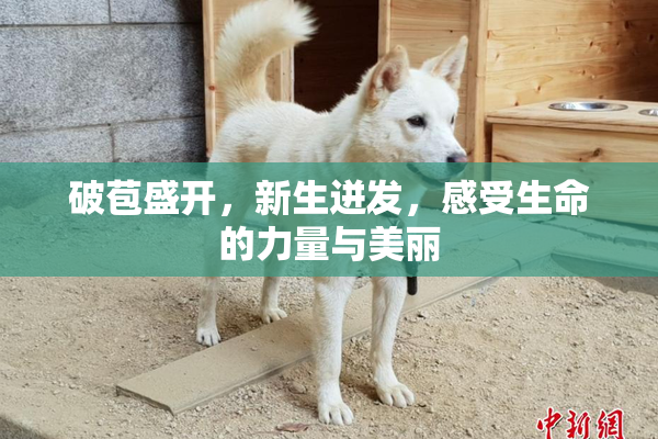 破苞盛开，新生迸发，感受生命的力量与美丽
