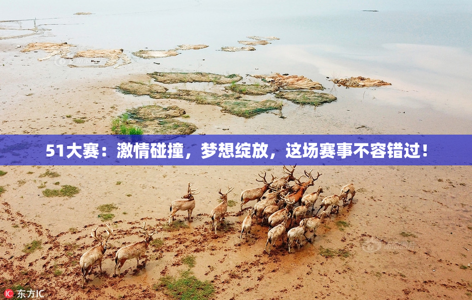 51大赛：激情碰撞，梦想绽放，这场赛事不容错过！
