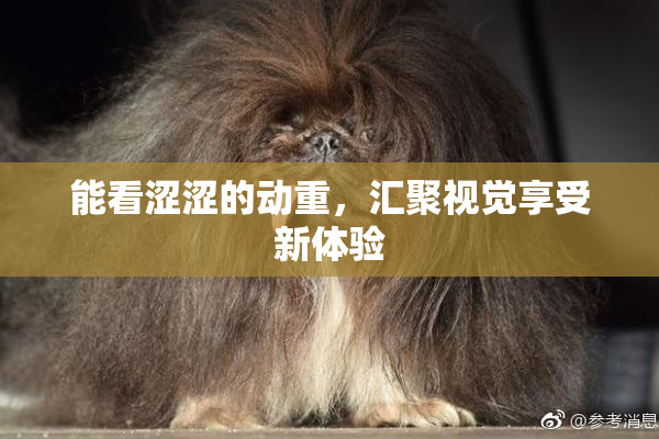 能看涩涩的动重，汇聚视觉享受新体验