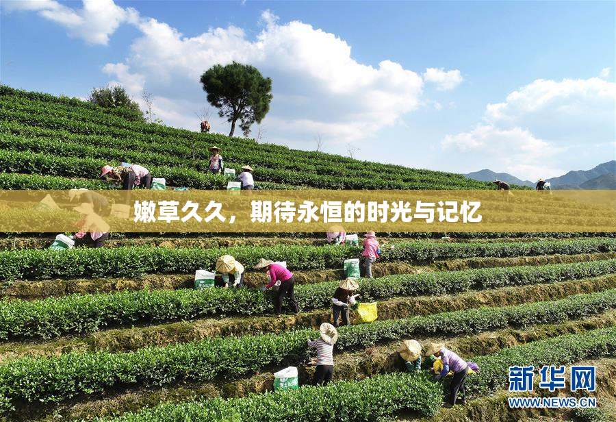 嫩草久久，期待永恒的时光与记忆