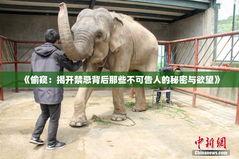 《偷窥：揭开禁忌背后那些不可告人的秘密与欲望》