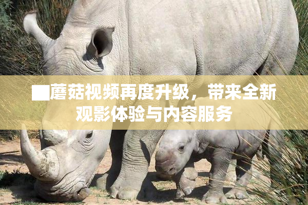 ▇蘑菇视频再度升级，带来全新观影体验与内容服务