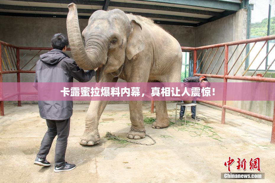 卡露蜜拉爆料内幕，真相让人震惊！