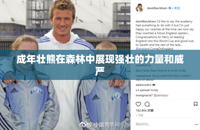 成年壮熊在森林中展现强壮的力量和威严