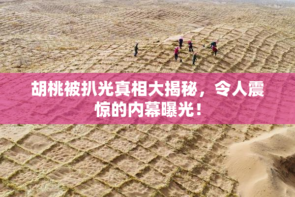 胡桃被扒光真相大揭秘，令人震惊的内幕曝光！