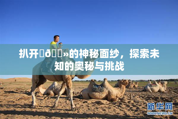 扒开‌🐻的神秘面纱，探索未知的奥秘与挑战