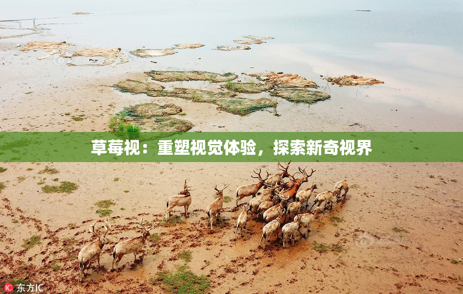 草莓视：重塑视觉体验，探索新奇视界