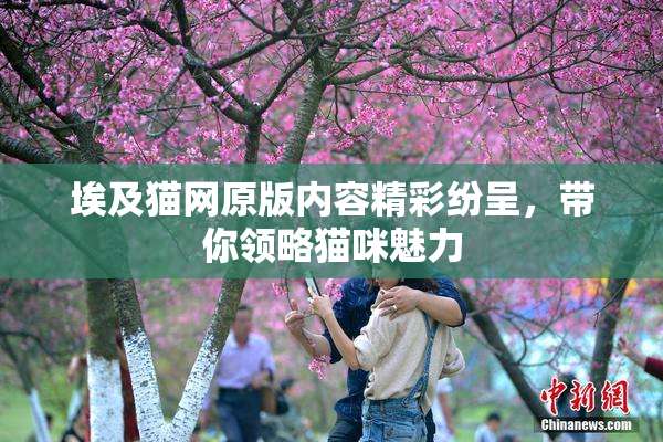 埃及猫网原版内容精彩纷呈，带你领略猫咪魅力