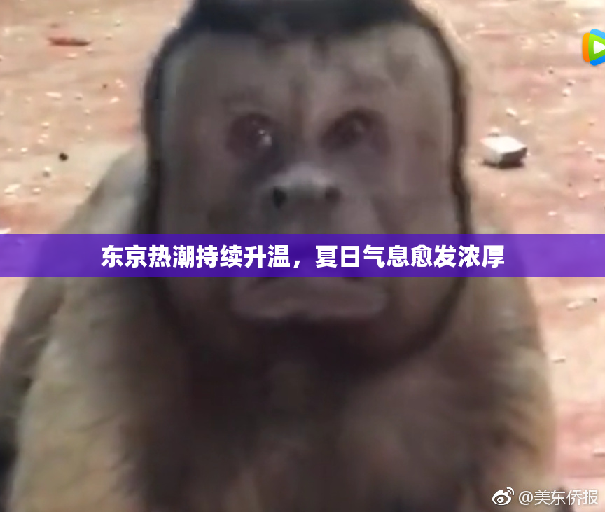 东京热潮持续升温，夏日气息愈发浓厚