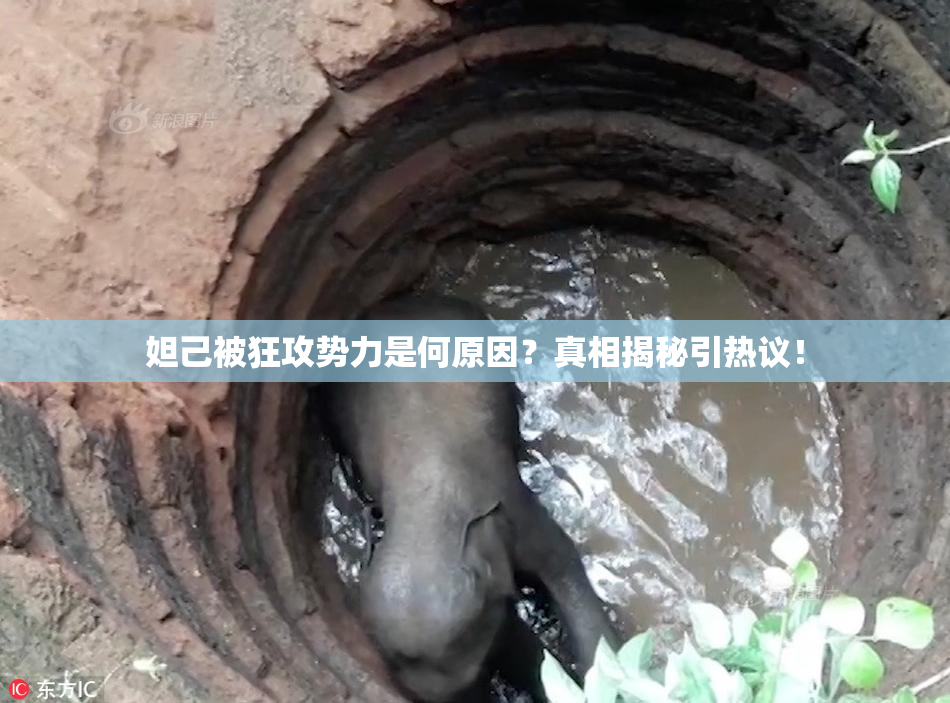 妲己被狂攻势力是何原因？真相揭秘引热议！