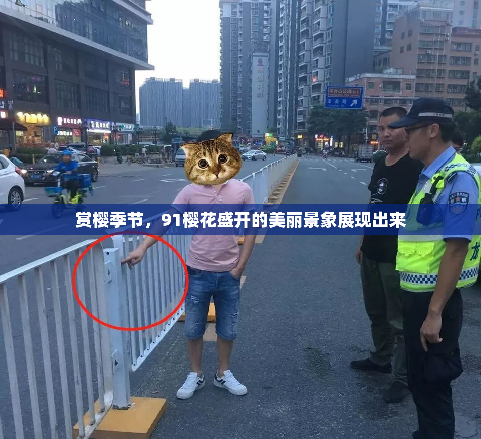 赏樱季节，91樱花盛开的美丽景象展现出来
