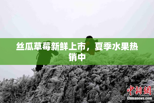 丝瓜草莓新鲜上市，夏季水果热销中