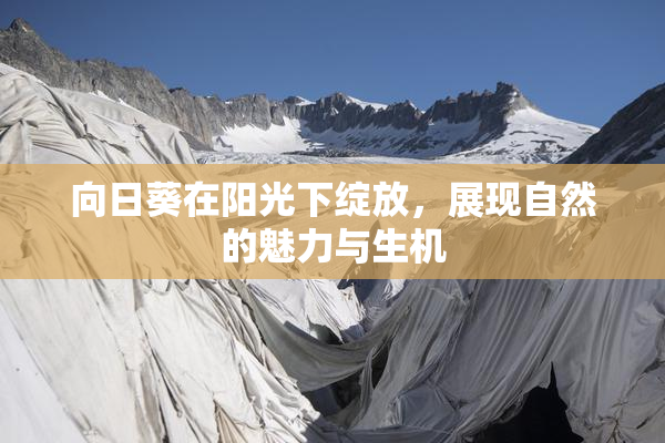 向日葵在阳光下绽放，展现自然的魅力与生机