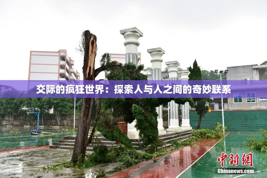 交际的疯狂世界：探索人与人之间的奇妙联系