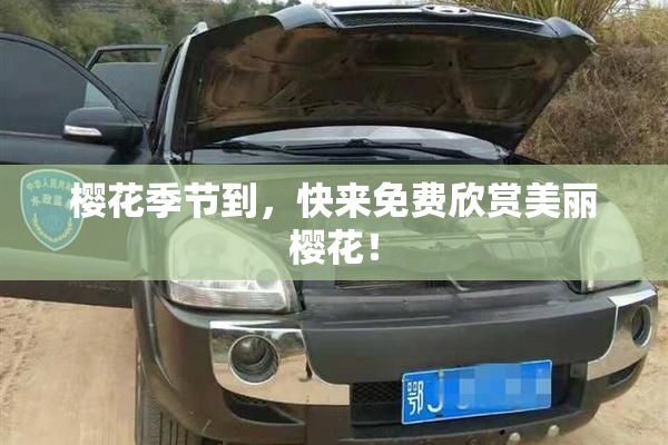 樱花季节到，快来免费欣赏美丽樱花！