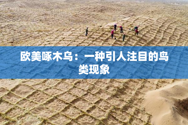 欧美啄木乌：一种引人注目的鸟类现象