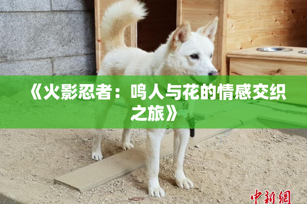 《火影忍者：鸣人与花的情感交织之旅》