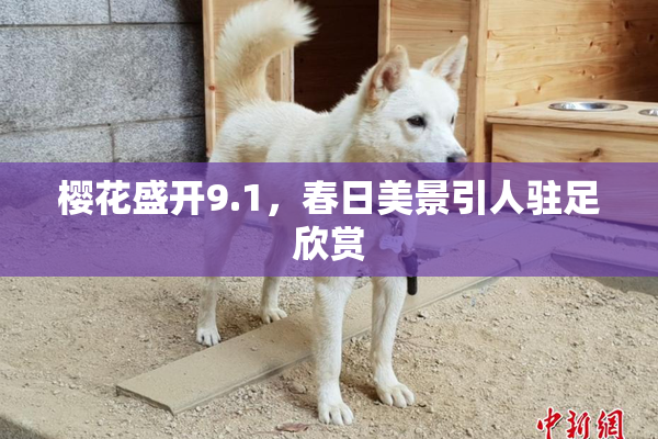 樱花盛开9.1，春日美景引人驻足欣赏
