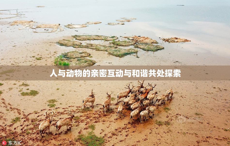 人与动物的亲密互动与和谐共处探索
