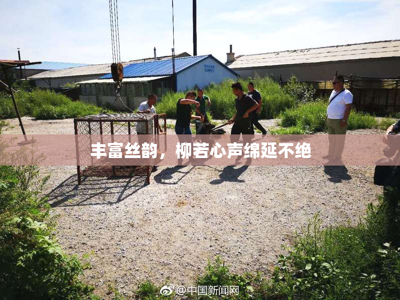 丰富丝韵，柳若心声绵延不绝