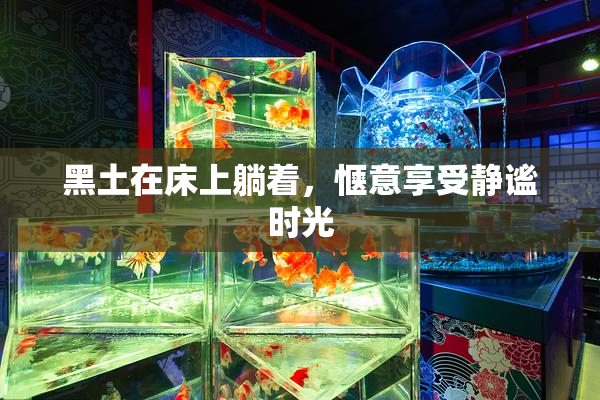 黑土在床上躺着，惬意享受静谧时光