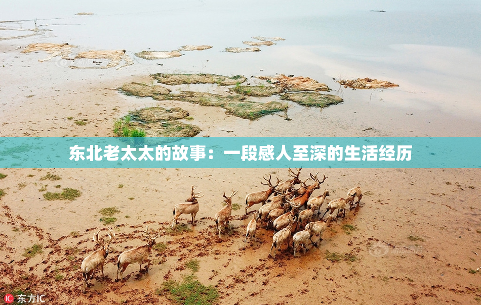 东北老太太的故事：一段感人至深的生活经历