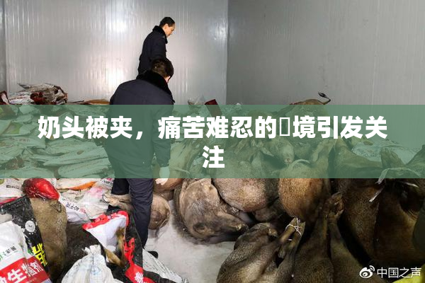 奶头被夹，痛苦难忍的囧境引发关注