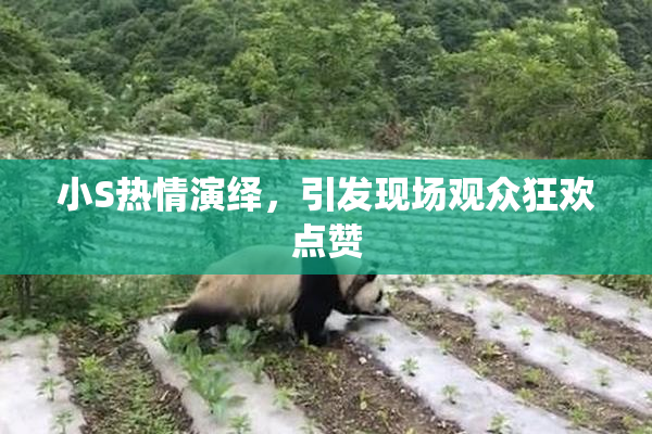 小S热情演绎，引发现场观众狂欢点赞