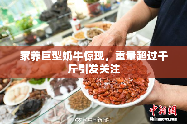 家养巨型奶牛惊现，重量超过千斤引发关注