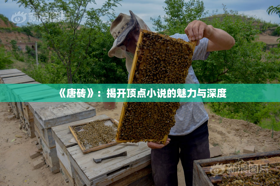 《唐砖》：揭开顶点小说的魅力与深度
