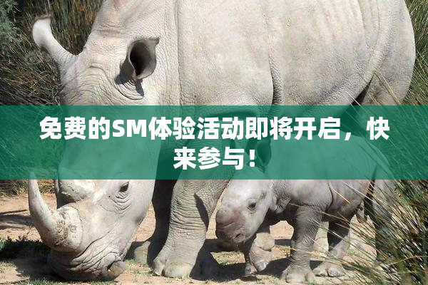 免费的SM体验活动即将开启，快来参与！