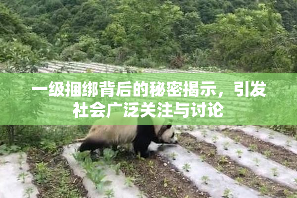 一级捆绑背后的秘密揭示，引发社会广泛关注与讨论