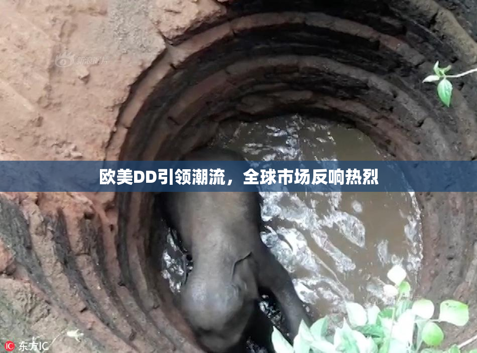 欧美DD引领潮流，全球市场反响热烈