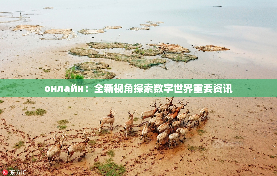 онлайн：全新视角探索数字世界重要资讯