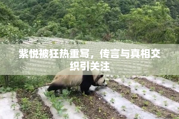 紫悦被狂热重写，传言与真相交织引关注