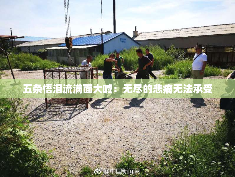五条悟泪流满面大喊：无尽的悲痛无法承受