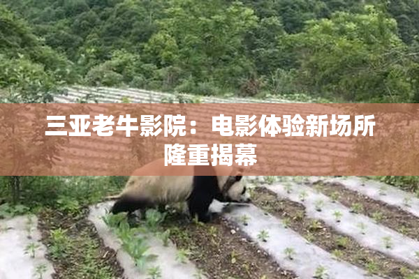 三亚老牛影院：电影体验新场所隆重揭幕