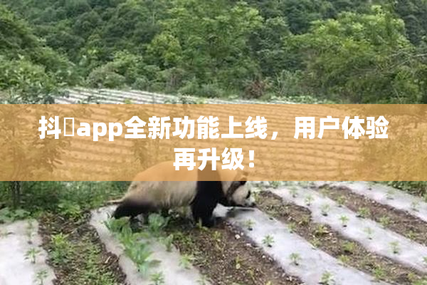 抖抈app全新功能上线，用户体验再升级！