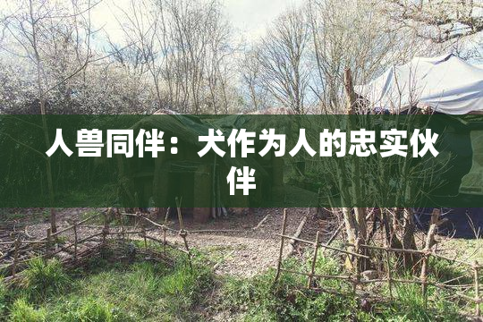 人兽同伴：犬作为人的忠实伙伴