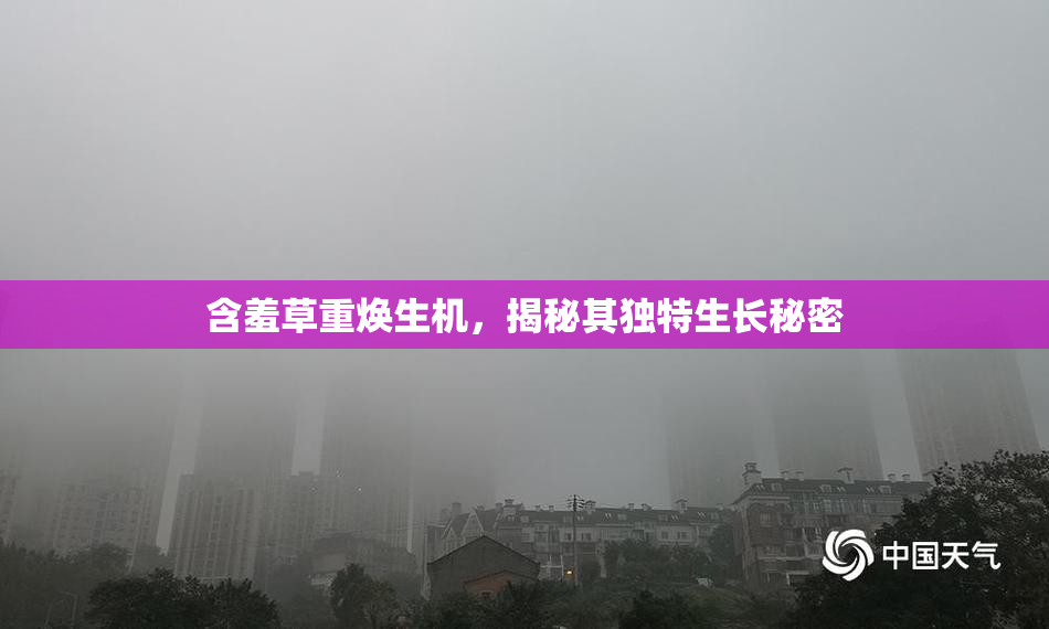 含羞草重焕生机，揭秘其独特生长秘密