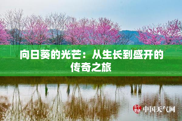 向日葵的光芒：从生长到盛开的传奇之旅