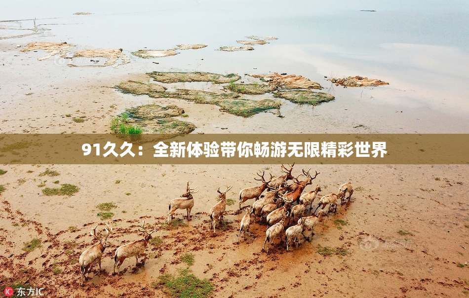 91久久：全新体验带你畅游无限精彩世界