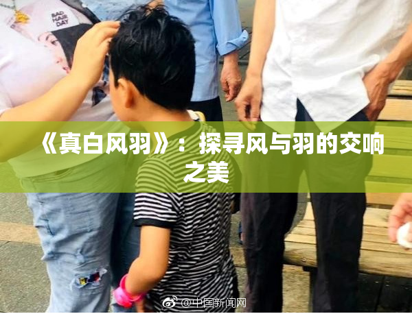 《真白风羽》：探寻风与羽的交响之美