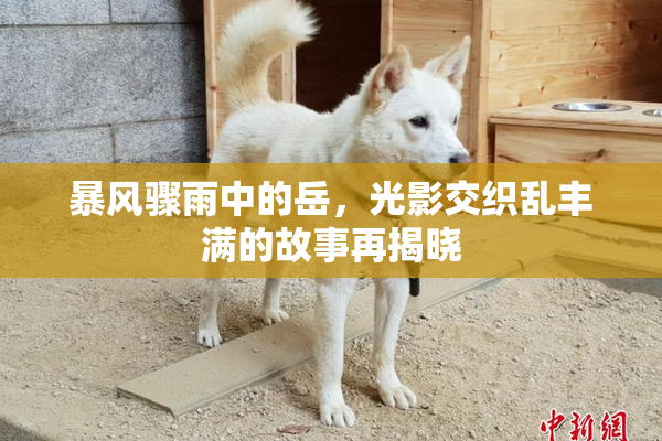 暴风骤雨中的岳，光影交织乱丰满的故事再揭晓