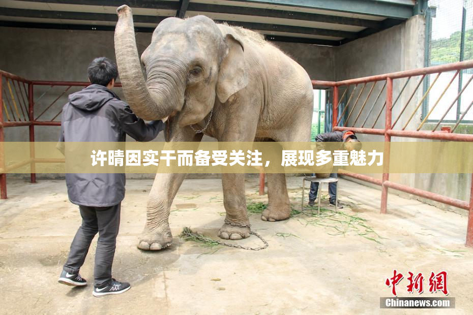 许晴因实干而备受关注，展现多重魅力
