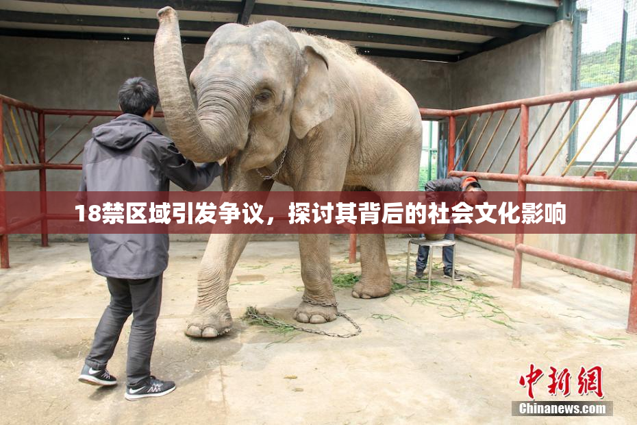 18禁区域引发争议，探讨其背后的社会文化影响