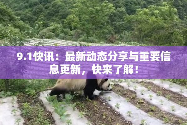 9.1快讯：最新动态分享与重要信息更新，快来了解！
