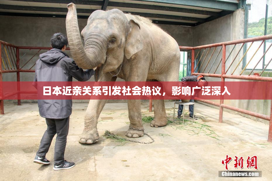 日本近亲关系引发社会热议，影响广泛深入